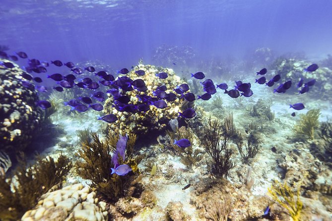 Private Stingray City Snorkeling and BioBay Charter for 6 Guests - Why the 2:30 pm departure works so well