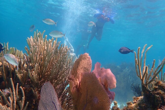 Private Tour to Stingray City & Snorkeling at Coral Gardens - Fresh conch and a taste of Cayman