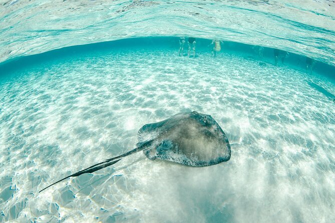 Private Yacht 48 ft Sting Ray City, Snorkel & Starfish Beach - Snorkeling over coral in 8 to 10 feet of water