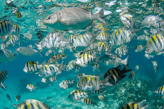 Private Yacht 48 ft Sting Ray City, Snorkel & Starfish Beach - Starfish Beach and the short ride from Stingray City