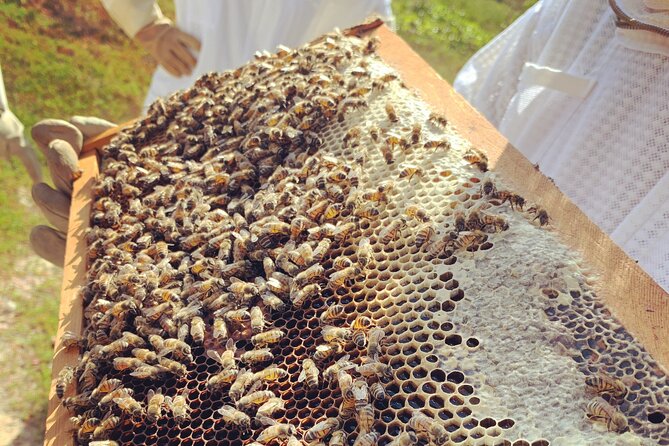 Reagan’s Honey Beekeeping Adventure - Who will enjoy this most?