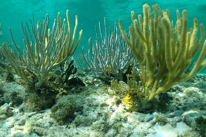 Starfish Point, Stingray City & Coral Garden (3-STOP Adventure) - Who should book it