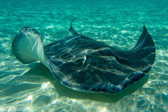 Starfish Point, Stingray City-Sandbar & Coral Gardens - Key points to know before you book