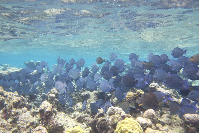 Starfish Point, Stingray City-Sandbar & Coral Gardens - A morning on Grand Cayman’s north coast