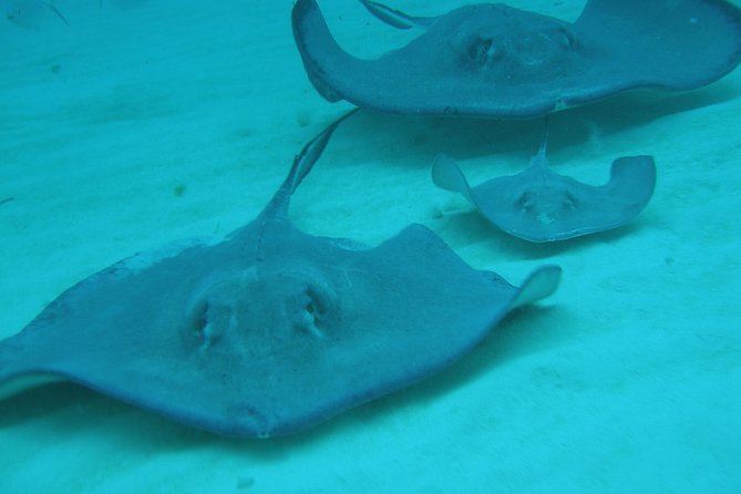 Starfish Point, Stingray City-Sandbar & Coral Gardens - Starfish Point: a slower final stop