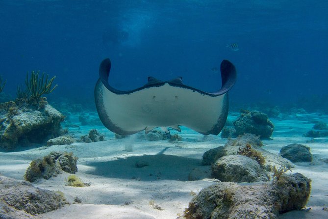 Starfish Point, Stingray City-Sandbar & Coral Gardens - Getting from a cruise ship to Safehaven Marina