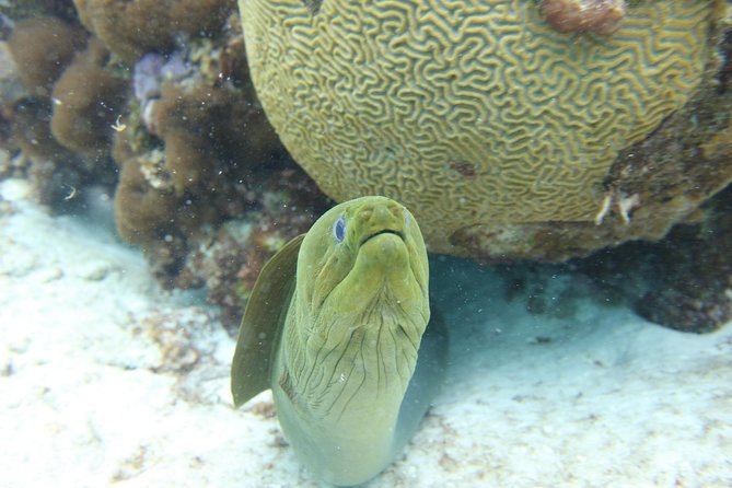 Starfish Point, Stingray City-Sandbar & Coral Gardens - Who will enjoy this tour most?