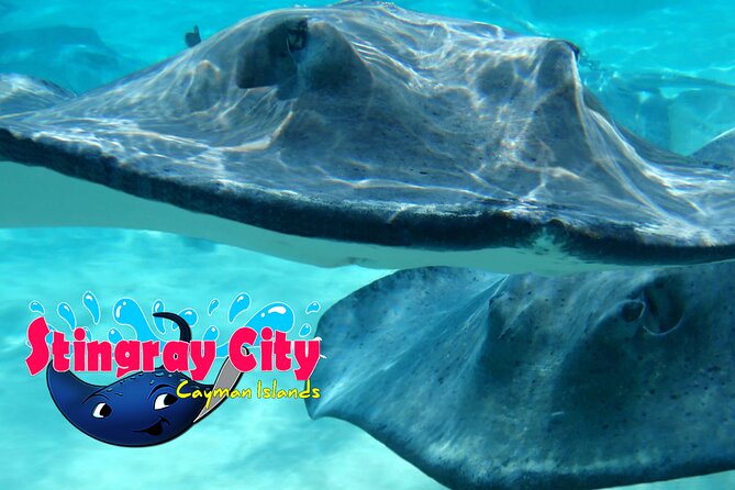Stingray City and Starfish Experience with Coral Reef Snorkeling - The crew makes a difference