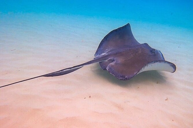 Stingray City Catamaran Sunset Tour - Who should book this two-hour Cayman outing