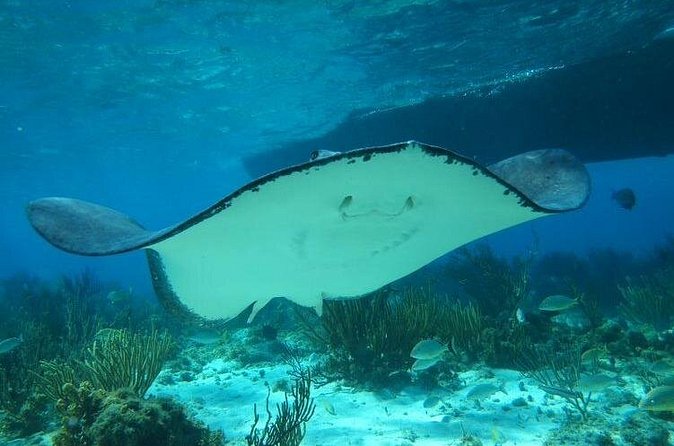 Stingray City Experience Plus One Snorkeling Stop - Getting from your hotel or cruise ship to the boat