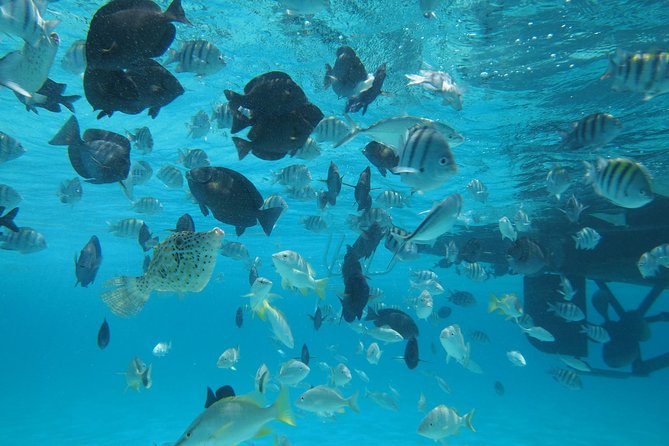 Stingray City Experience Plus One Snorkeling Stop - One reef stop, with the captain choosing the site