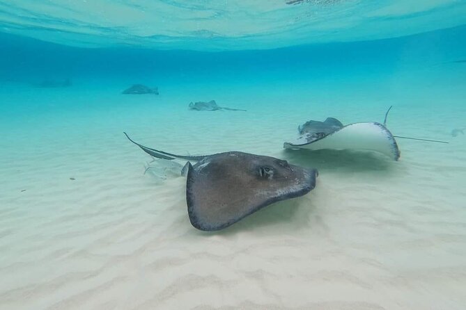 Stingray City Experience Plus Two Snorkeling spots Private Boat - A captain who adjusts to your group