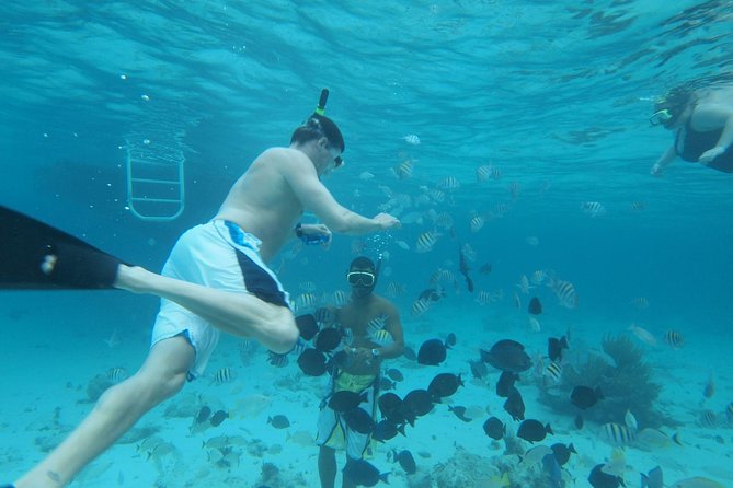 Stingray City Experience Plus Two Snorkeling Stops on Grand Cayman - Meeting the stingrays at the sandbar