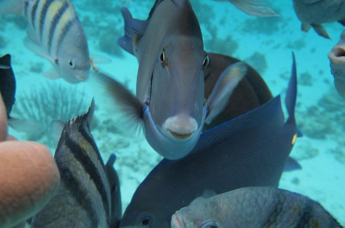 Stingray City Experience Plus Two Snorkeling Stops on Grand Cayman - Should you book Stingray City with two snorkel stops?