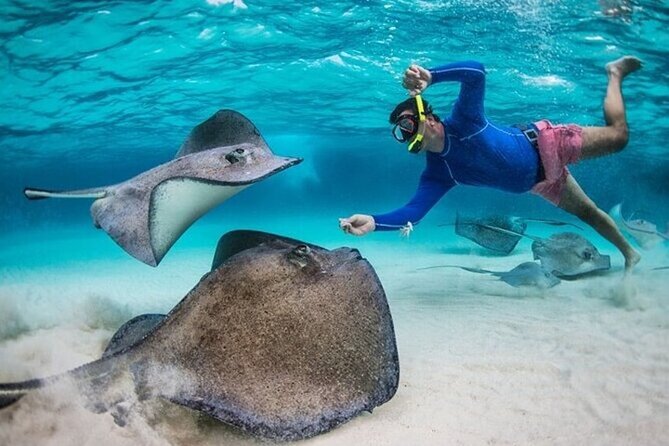 Stingray City Sandbar, Coral Gardens Snorkeling & Star Fish Point - Why Stingray City is the main event