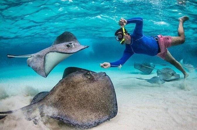 Stingray City Sandbar, Coral Gardens Snorkeling & Star Fish Point - Who should book this Cayman excursion