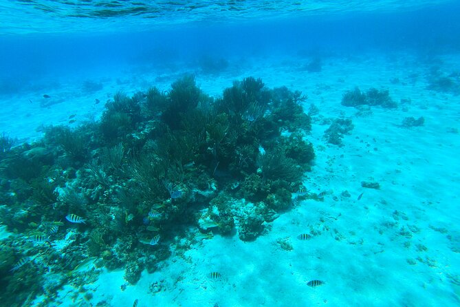 Stingray City, Star fish Point and Snorkeling Private Boat Tour - What the $725 price really buys