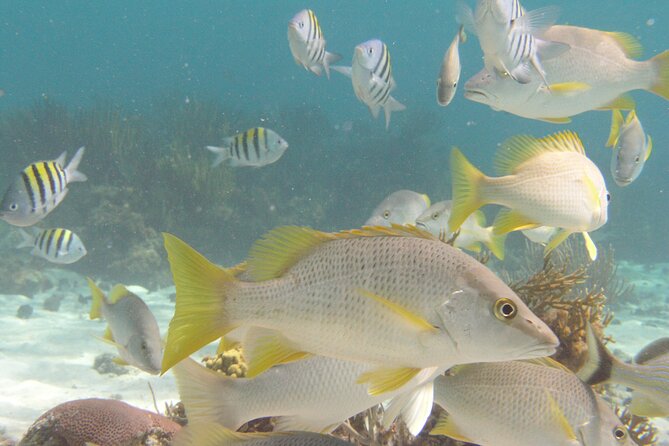 Stingray Sandbar, Snorkeling, and Starfish Point - Stingray City: the main event in shallow water