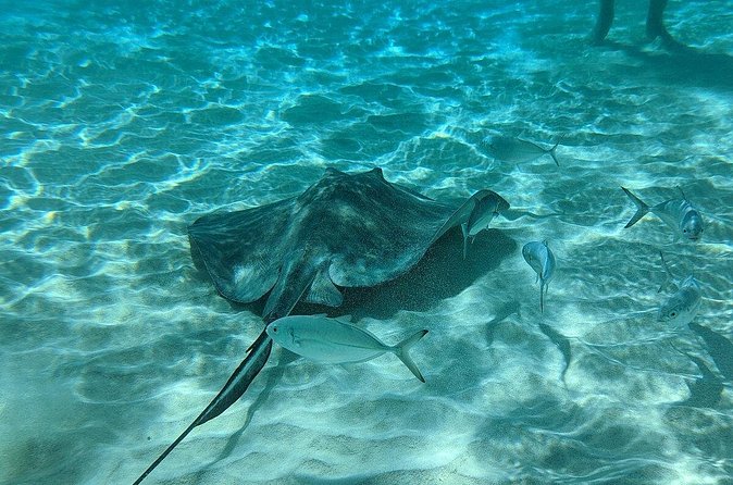 Stingray Sandbar, Snorkeling, and Starfish Point - Starfish Point: a short, gentle stop