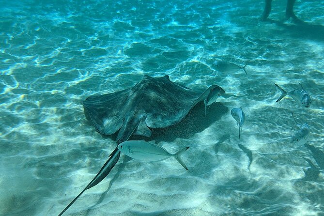Stingray Sandbar, Snorkeling, and Starfish Point - Boat size, transport, and the pace of the day
