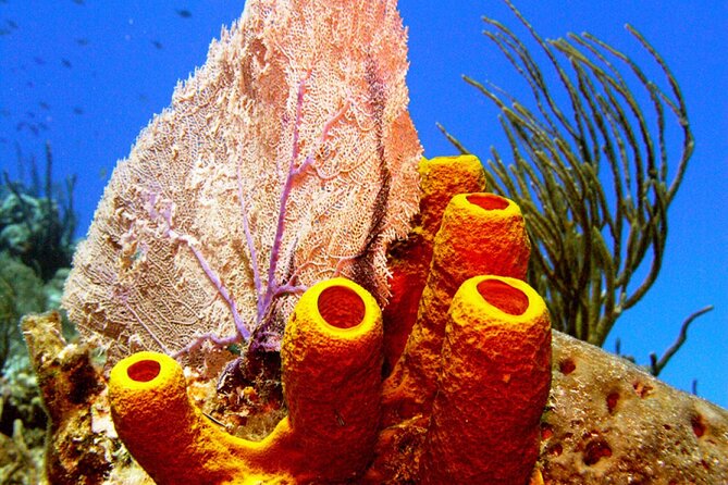 Stingray Sandbar, Snorkeling, and Starfish Point - Who will enjoy this outing most
