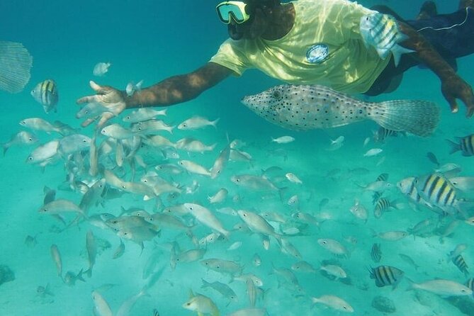 Stingrays, Starfish and Snorkeling Tour - Why Stingray City makes this three-hour trip special