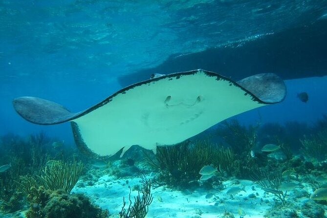 Stingrays, Starfish and Snorkeling Tour - What the US$80 price covers